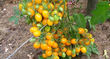 Charakteristika a popis odrůdy rajčat ildi